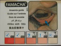 understanding famacha fecal analysis backyardherds com