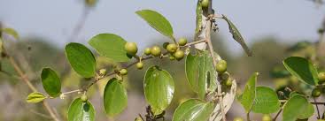 Image result for Ziziphus mauritiana