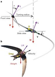 Drag the labels onto the diagram to identify the types of bone cells. How Swifts Control Their Glide Performance With Morphing Wings Nature