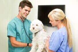 The staff vows to perform within the principles of competence, honesty, integrity, and fairness to extend. Veterinarian In Shoreline Wa Angel Pet Hospital