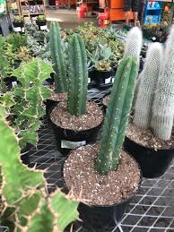 You can also plant it in soil mixtures specially meant for cacti for optimum results. Home Depot Had Some Nice San Pedro Cactus