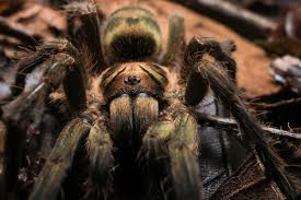 Incei is a bird spider and is fossorial. Trinidad Olive Tarantula Neoholothele Incei Inaturalist