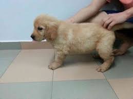 Home › dogs, puppies for sale › goldendoodle in malaysia. Dogs For Sale 1 6 Months From Johor Malaysia Petfinder My