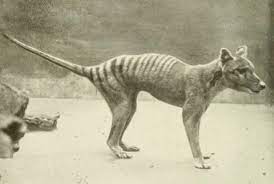 After Sightings The Search Is On For Extinct Thylacine Extinct Animals Unusual Animals Rare Animals