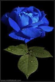 Blue Rose Rose Seeds Flower Seeds Pretty Flowers