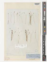 Image result for Utricularia scandens