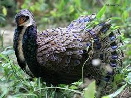 Semua gambar burung di atas bersumber dari instagram dan maaf kalau kualitas gambarnya agak sedikit kurang bagus. Burung Paling Cantik Di Dunia Gambar Burung