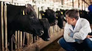 The History Of Japanese Wagyu Cattle Kuroge Wahshu Youtube