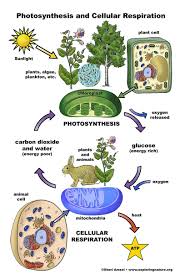Learn about cellular respiration in this tutorial. Photosynthesis And Cellular Respiration Poster 11x17 In 2021 Photosynthesis And Cellular Respiration Cellular Respiration Photosynthesis