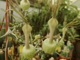 Image result for Ceropegia monteiroae