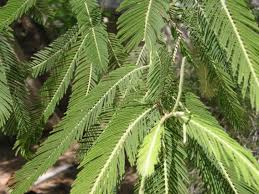 Image result for Acacia pentagona