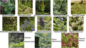 Image result for Chlorophytum gallabatense