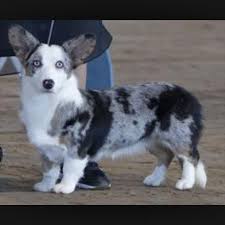 It is the cross of the pembroke welsh corgi and poodle. Corgi Blue Merle Puppy In Shawnee Oklahoma For 2021