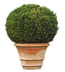 Can Boxwoods Be Planted In Pots Tips On Growing Boxwood Shrubs In Containers
