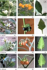 Image result for Solanum sp. B
