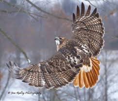 Birds Of Prey Northern Michigan Red Tailed Hawk Photo By Jim Ridley Photography Brighton Michigan Red Tailed Hawk Hawk Photos Raptors Bird