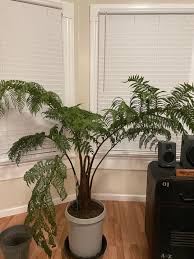 Image result for Cyathea mildbraedii