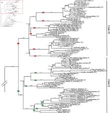 Image result for Droguetia ambigua