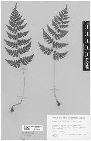 Image result for Dryopteris athamantica