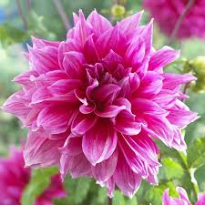 Tuber sales are closed for the 2021 season. Emory Paul Dinnerplate Dahlia Bulbs High Country Gardens