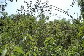 Image result for Oxytenanthera abyssinica