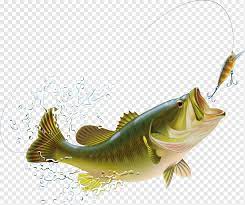 In this initial study, bass were trained with the help of food rewards to approach different colored targets, including red, yellow, green, blue, black and others. Largemouth Bass Bass Fishing Illustration Cartoon Fish Splash And Spray Cartoon Character Color Splash Splash Png Pngwing