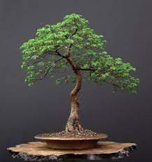 Bonsai ağacını bonsai ağacı tohumundan başlayarak yetiştirmek istediğinizde bu yöntem size 5 yıla neden olacaktır. Bonsai Agaci Nasil Yetistirilir 20 Kritik Bakim Ipucu