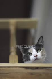 Cute brown and white cat is staring at the camera lying down and turning head one side hd animals hd wallpapers. Close Up Of Cute Cat Looking At Camera On Stairway Home Friend Stock Photo 237457790