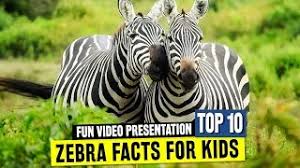 Researchers estimate that 600 to 700 cape zebras live in only 1,000 to 1,300 hartmann's zebras and the wild, according to defenders of wildlife. Do Zebras Live In Asia Buy A Tiger