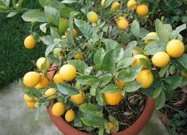 Apple, orange, lemon, lime, banana, cherry, olive, peach, pear Blackwoods Co Za Grow A Potted Lemon Tree