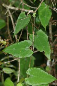 Image result for Raphidiocystis phyllocalyx