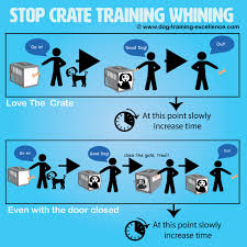 In this video you'll learn exactly how to do that, using proven strategies that i used to help my. Stop Crate Training Whining