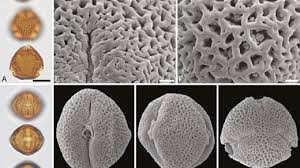 Image result for Astropanax