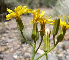 Image result for Crepis urundica