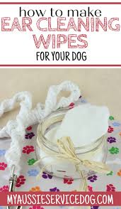 You might be hesitant to visit the veterinarian, especially during this climate, so instead, we have provided you with a succinct guide on how to properly care for your dog's ears at home. How To Clean Dog Ears At Home An Easy Diy Solution My Aussie Service Dog