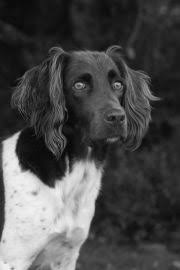 Image result for Malý münsterlandský ohař