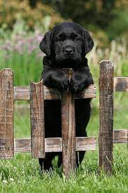 Temperament And Personality Of Labrador Retriever Click The Picture To Read I Grew Up With A Black Lab We Were 17 When Prince Die Tiere Hunde Fotos Susse Tiere