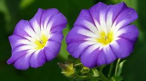 Morning Glory Flower Of The Month September Blue Morning Glory September Birth Flower Month Flowers