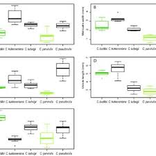 Image result for Schoenoxiphium lehmannii