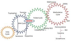 Mthfr Mthfr And Homeopathy Homeopathy For Mthfr