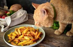 Mangiare patate nei tuoi sogni suggerisce che sperimenterai alcuni problemi finanziari…. Il Gatto Puo Mangiare La Patata Dalla Buccia Alla Patata Cruda