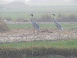 When a country accedes to the convention, it must designate at least. India Designates Ten Wetlands For World Wetlands Day Ramsar