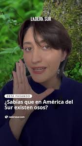 Oso Andino: El Único Oso de América del Sur