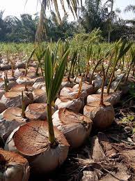 Kelapa matag adalah jenis kacukan kelapa tempatan malaya rendah (malayan dwarf) dengan tagnanan tinggi dari filipina. Cara Penanaman Kelapa Matag Marisya Delima Enterprise