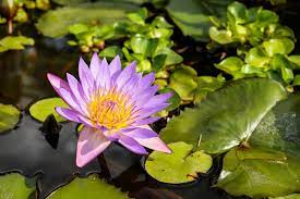 Check spelling or type a new query. Ciri Khusus Tumbuhan Teratai Dan Fungsinya Memiliki Daun Lebar Dan Tak Pernah Basah Semua Halaman Bobo