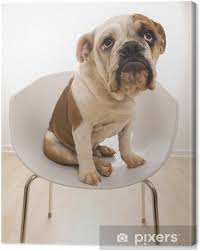 Wenn sie wissen wollen, wie man stuhl auf englisch sagt, finden sie hier die übersetzung. Leinwandbild Englisch Bulldogge Portrait Im Stuhl Sitzen Pixers Wir Leben Um Zu Verandern