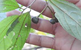 Image result for Grewia holtzii