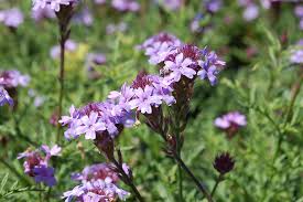 Image result for Nemesia lilacina