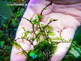 Image result for Crepidomanes clarenceanum