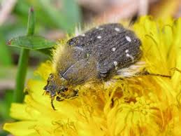 Image result for Tropinota hirta